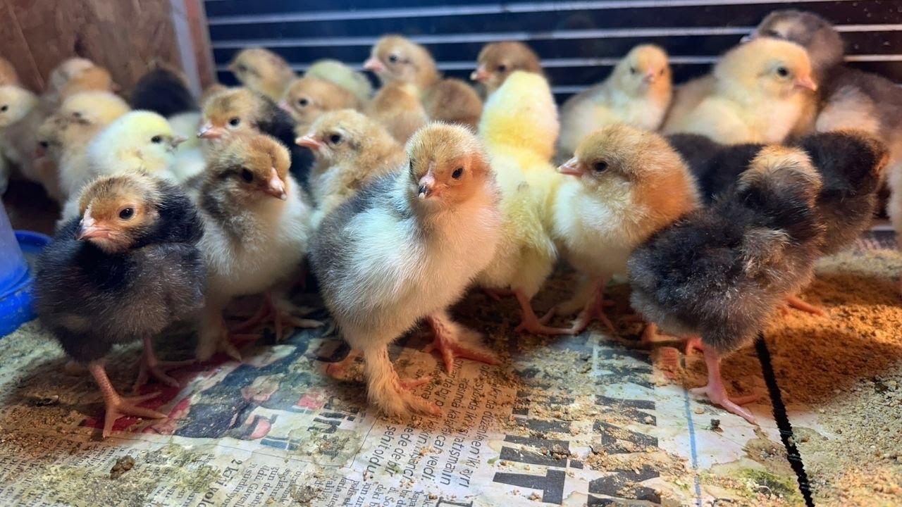 CİVCİVLER ÇIKTI | BRAHMA - CÜCE KOŞİN - SUSSEX - AMERAUCANA