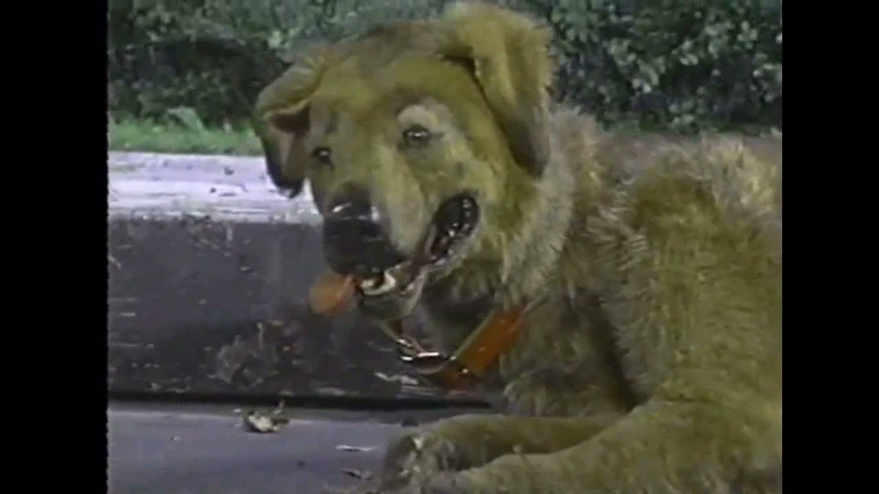 Twisted Puppet Theatre / Lucky The Dog