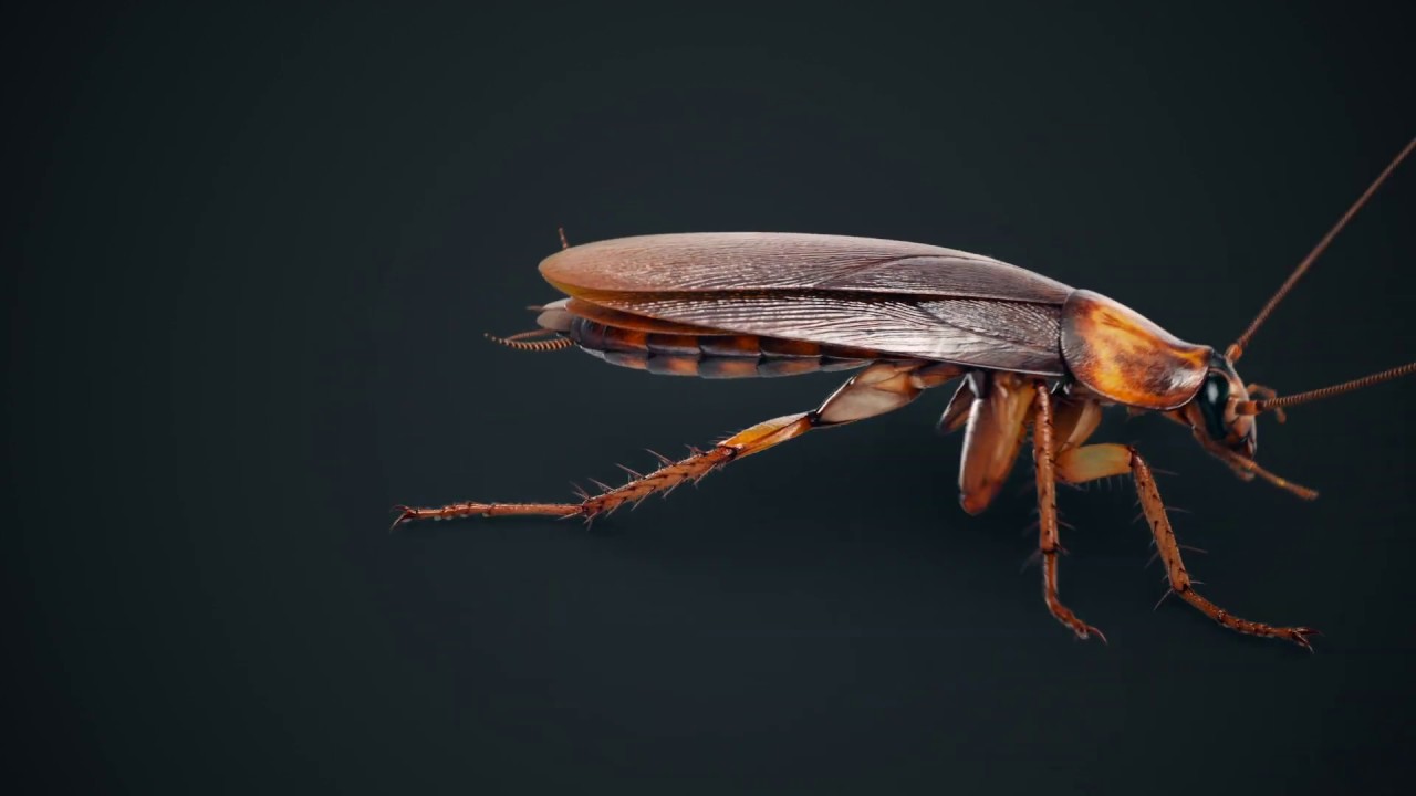 Cockroach American Animated