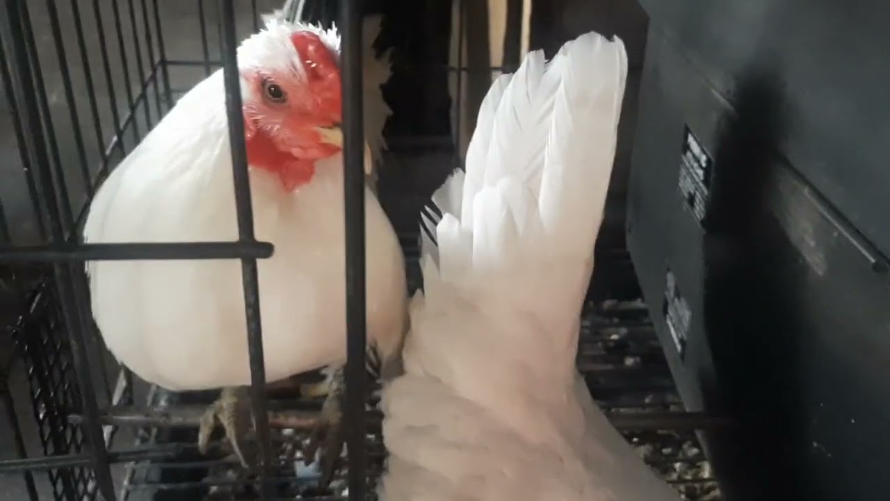 Panibagong palahi ng Bantam Chicken
