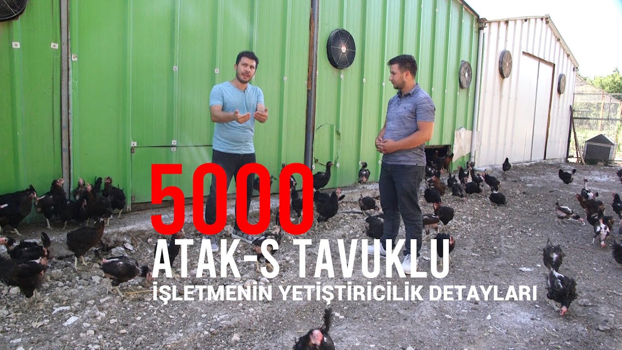 5000 (Beş Bin) Atak-s Tavuklu İşletme (Yetiştiricilik Detayları) - Kanatlı Alemi #ataks #tavuk