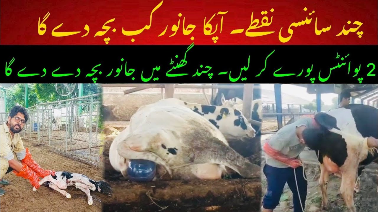 Animal ki delivery say pehly k tips II Aapka animal kb bcha day ga II Signs approaching calving
