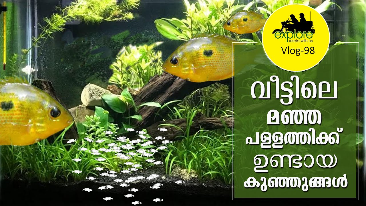 Fish Breeding Video  #fish #breeding #fishbreeding