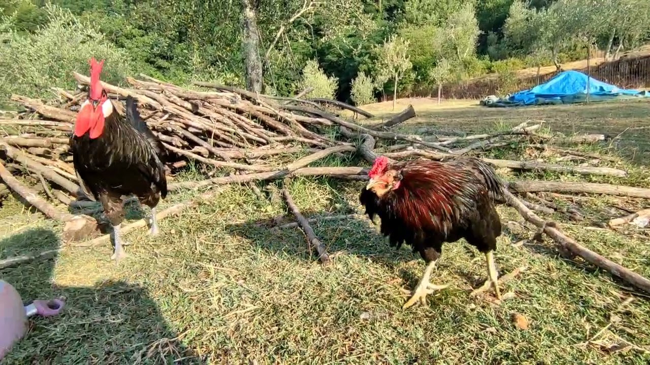 liberiamo tutte le razze ancona , Valdarno , araucane e padovane , con botte da orbi 🤣
