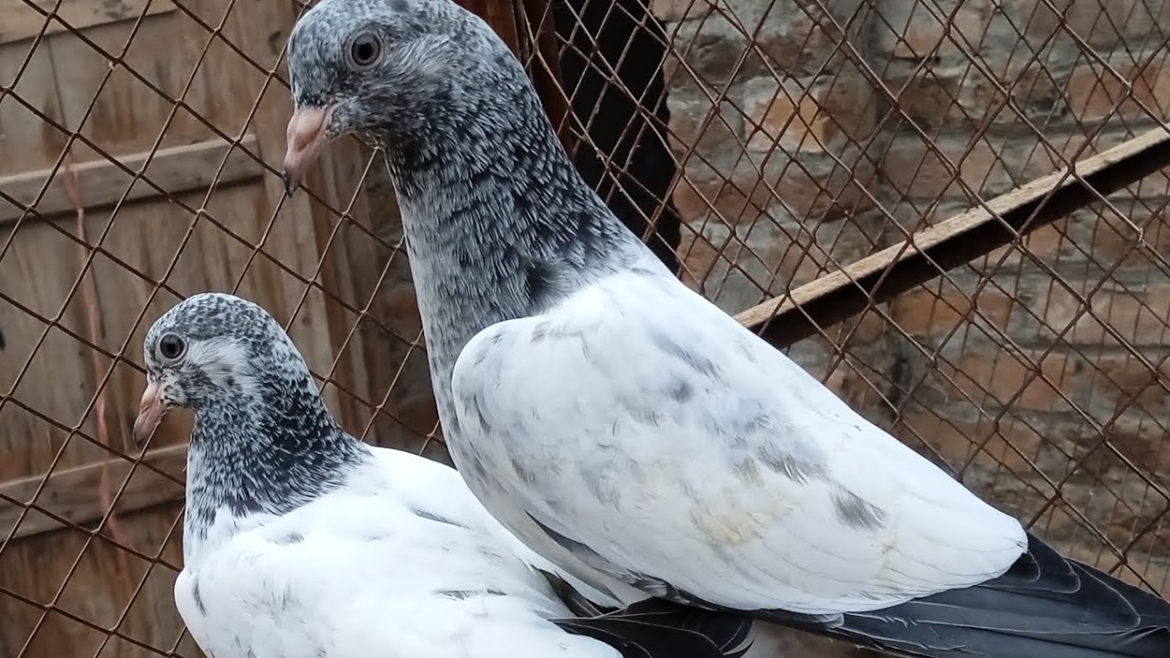 Main bird's shop kotli bawa #home breed baby #sailkotli #03461752183