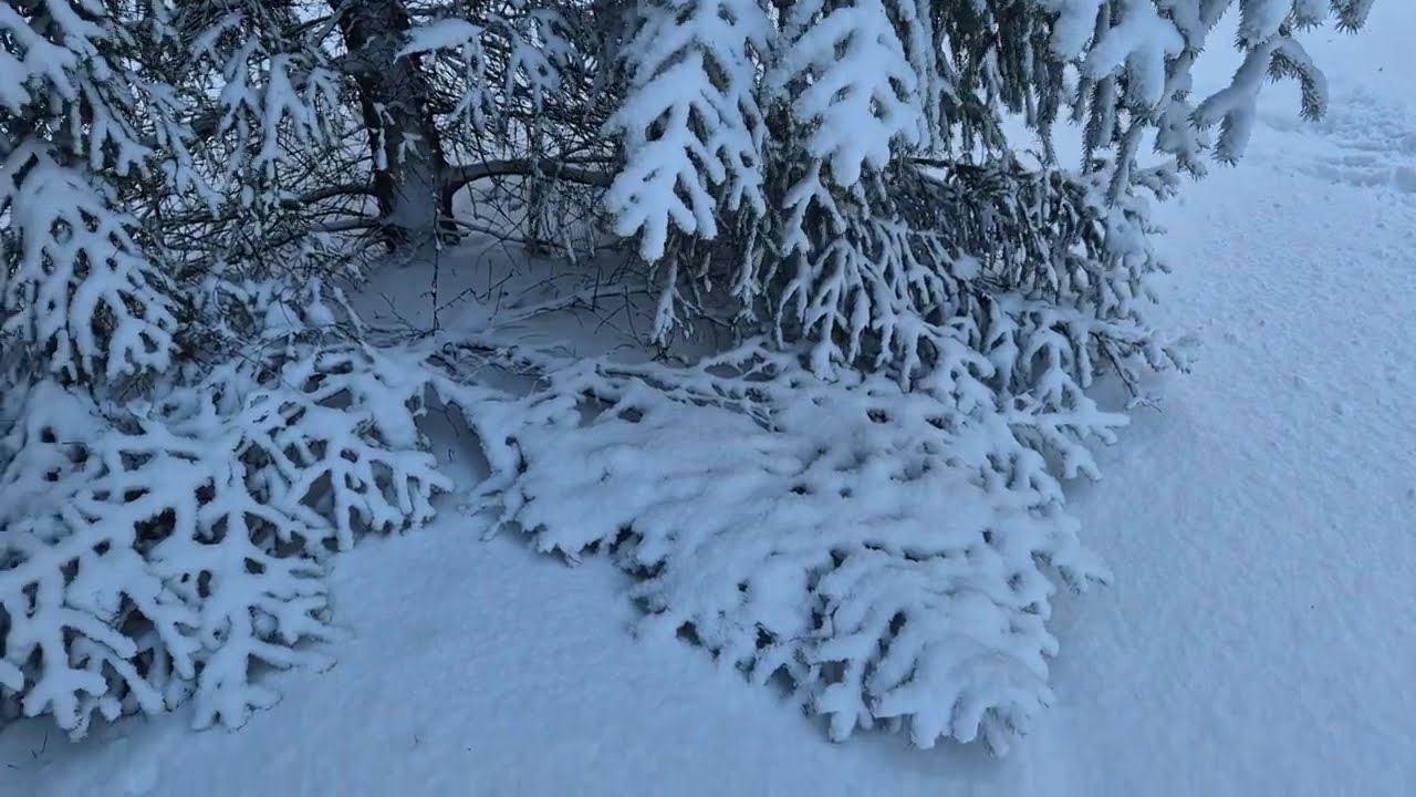 Ельник.