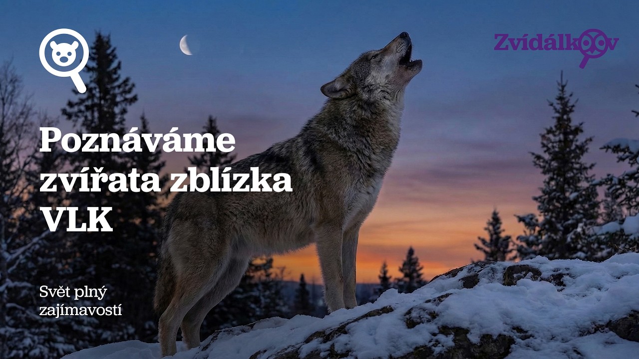 VLK 🐺- Poznáváme zvířata zblízka - encyklopedie pro děti (2026)