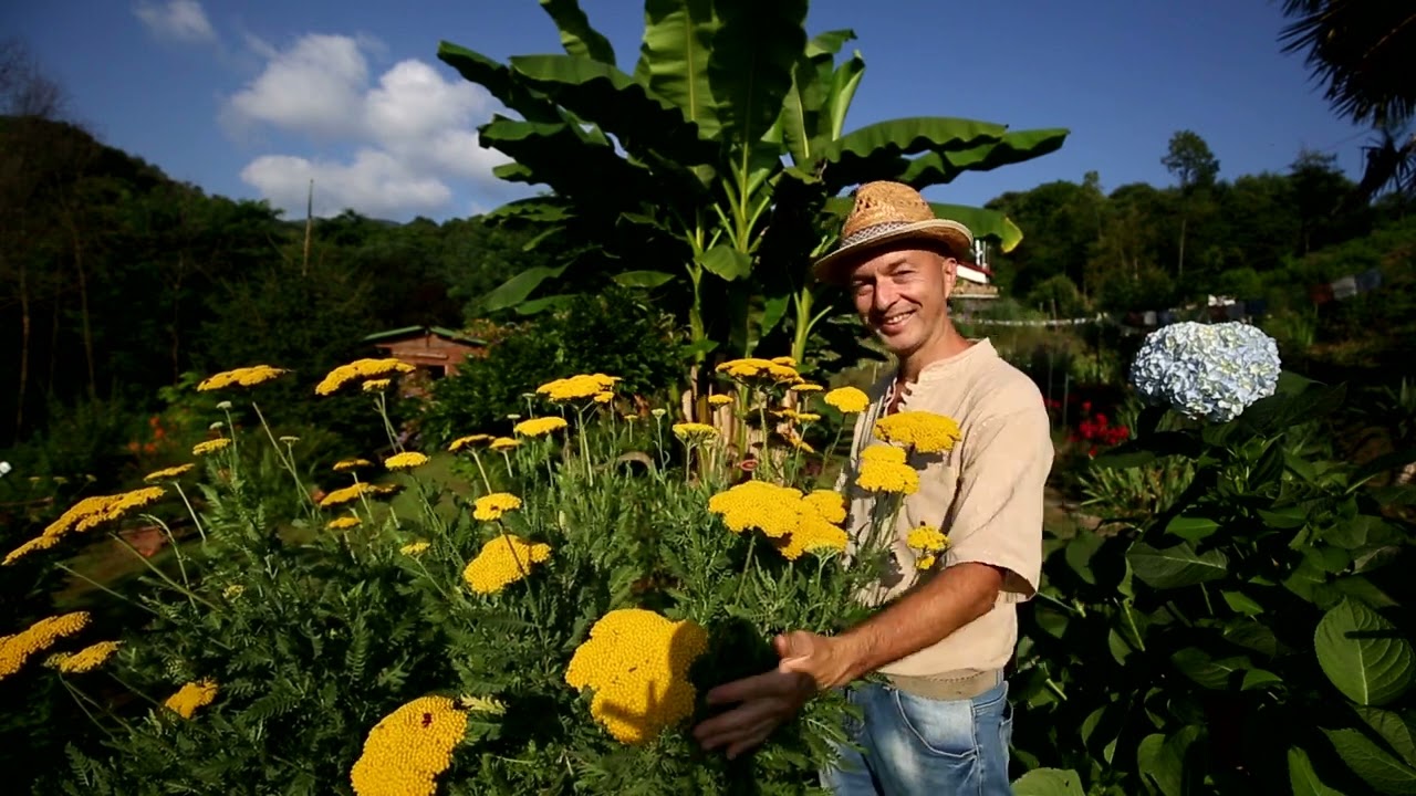 Video 148 - Achillea il mattino ha l'Oro in fiore.
