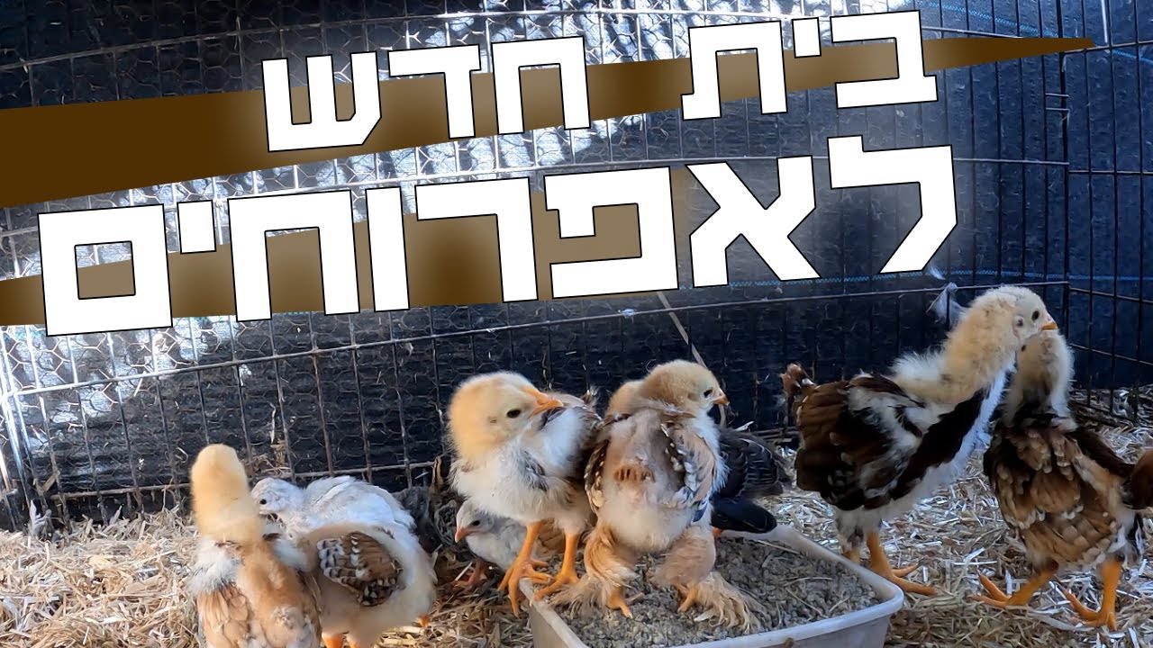 אפרוחי אפריל, ברהמות, רוד איילנד ופניניות - יוצאים היום למתחם האפרוחים בחוץ