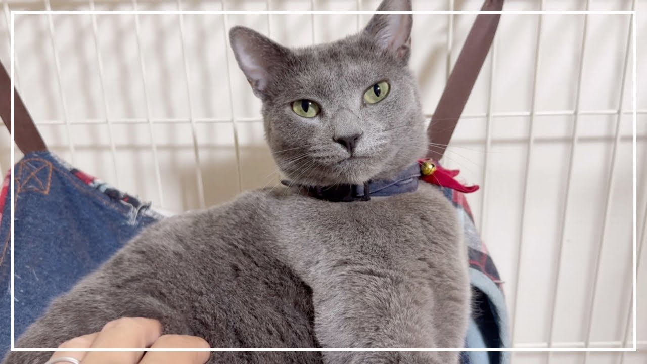 最近はケージの中がお気に入りのロシアンブルーのノアちゃんです。