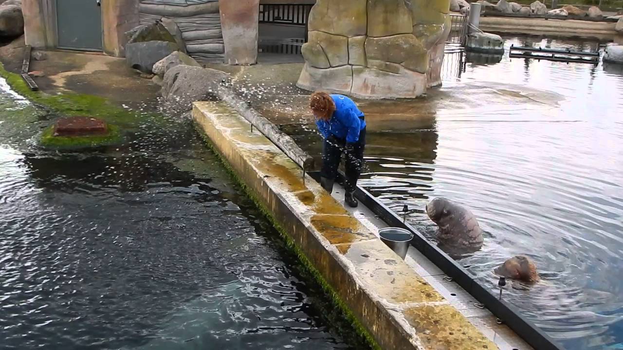 Watergevecht tussen dolfijn Maaike en walrus Olga - Dolfinarium