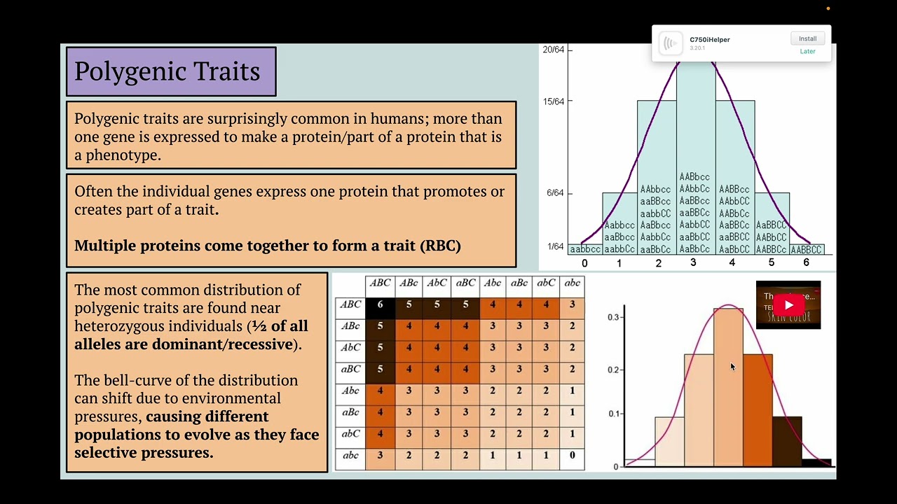 Dominance Patterns and Punnett Squares