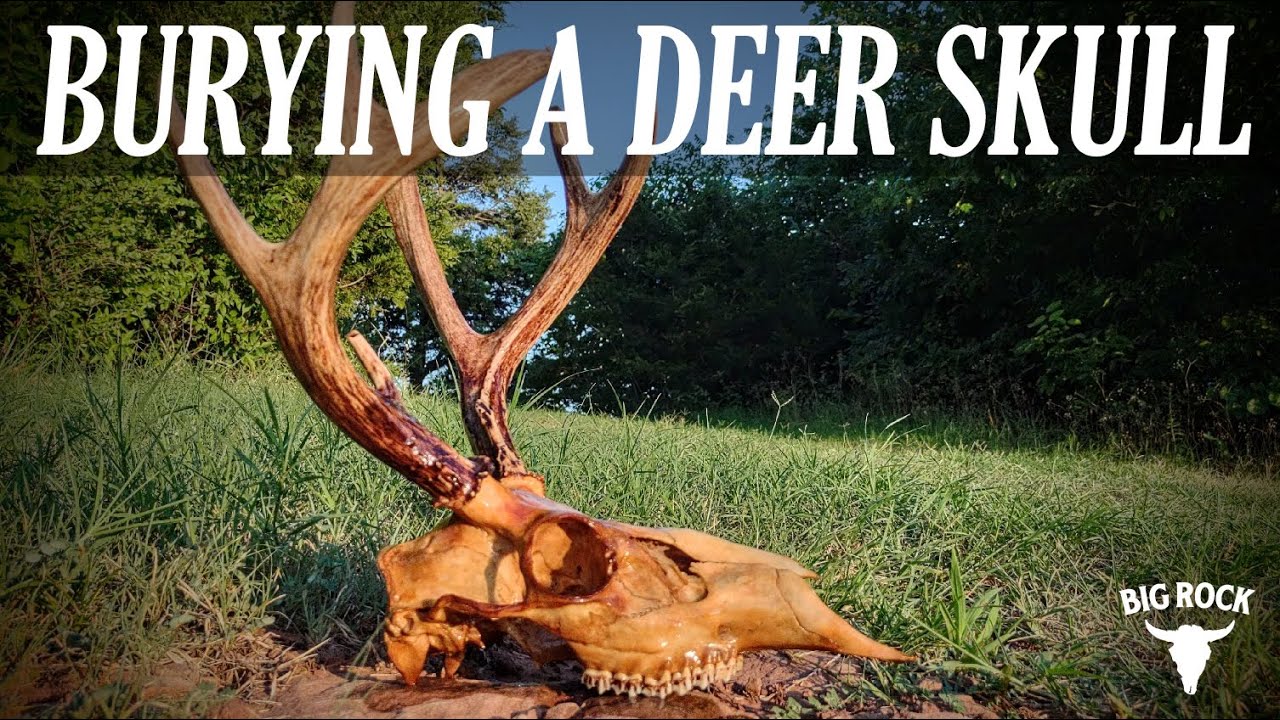 How to Clean a Deer Skull by Burying It | Easy DIY European Mount with No Boiling or Beetles