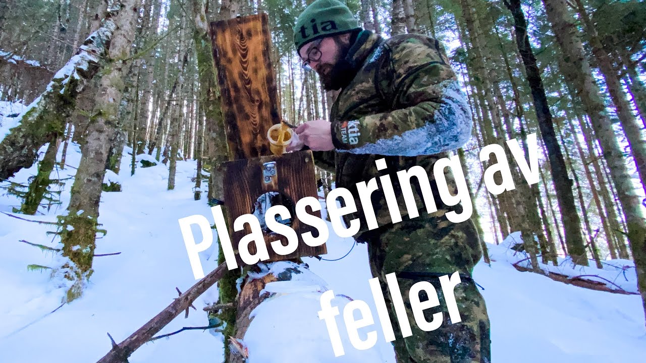 plassering av mårfeller