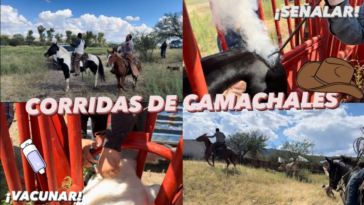 ❗️EMPEZAMOS CON LAS CORRIDAS DE CAMACHALES 2024❗️, SE PUSO BUENO EL COTORREO JUNTANDO EL GANADO 🐮🔥