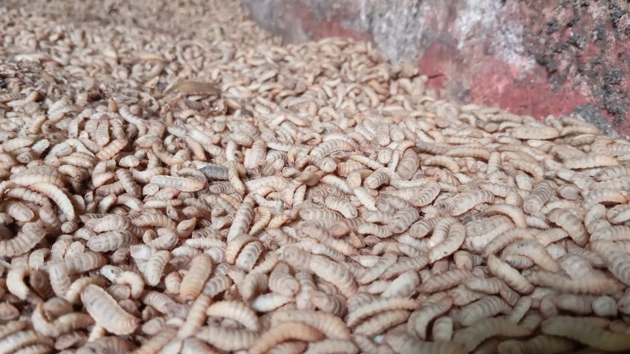 হউজের মাপ ও জায়গার মাপ ও উৎপাদন খরচ কেজিতে(৫ থেকে ১০ টাকা (01304066979) black soldier bazar 000