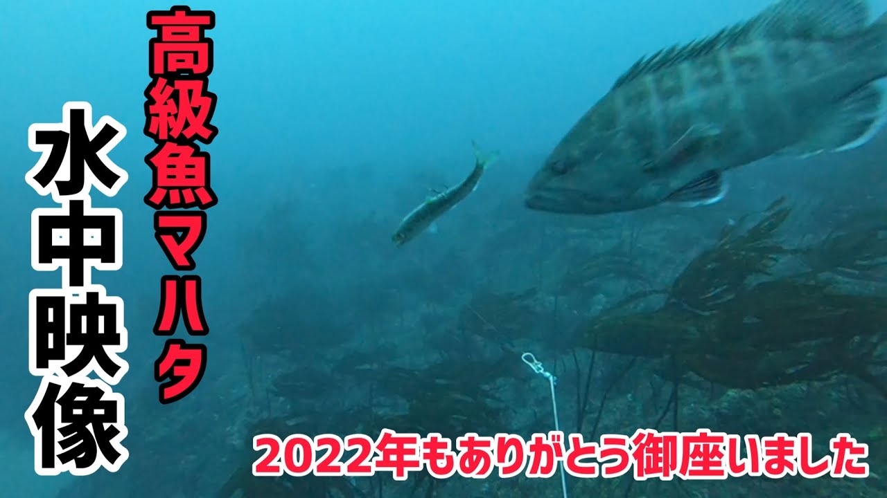 【高級魚マハタ水中映像】マハタ釣り最新釣果2022年12月31日今年も多くのお客様にご乗船頂きました。本当にありがとう御座いました😊2023年も宜しくお願い致します‼️