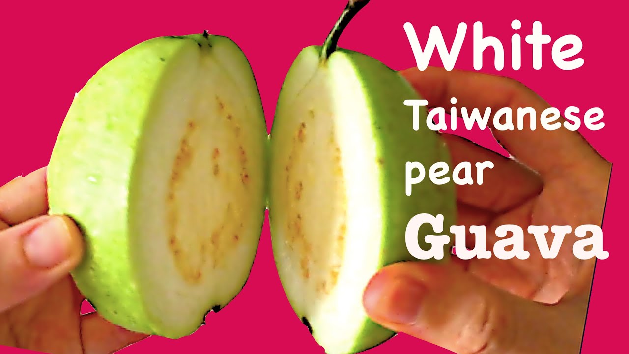 How to choose and eat a sweet and ripe White Guava |White Taiwanese Pear Guava | ổi l&ecirc;