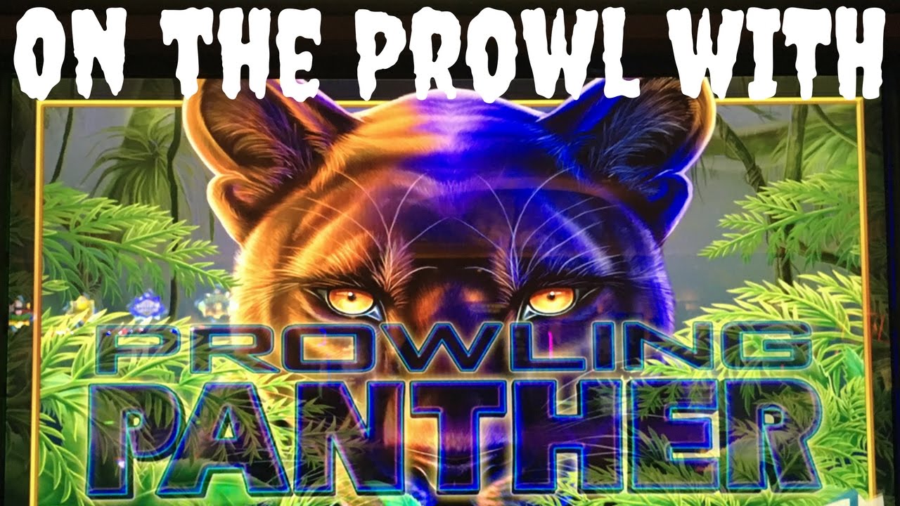 On the Prowl for Panthers!