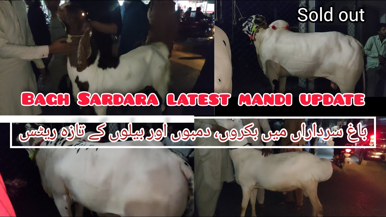 Bagh Sardara mandi | rawalpindi bakra mandi | bakra mandi 2023 | rawalpindi and islamabad cow mandi