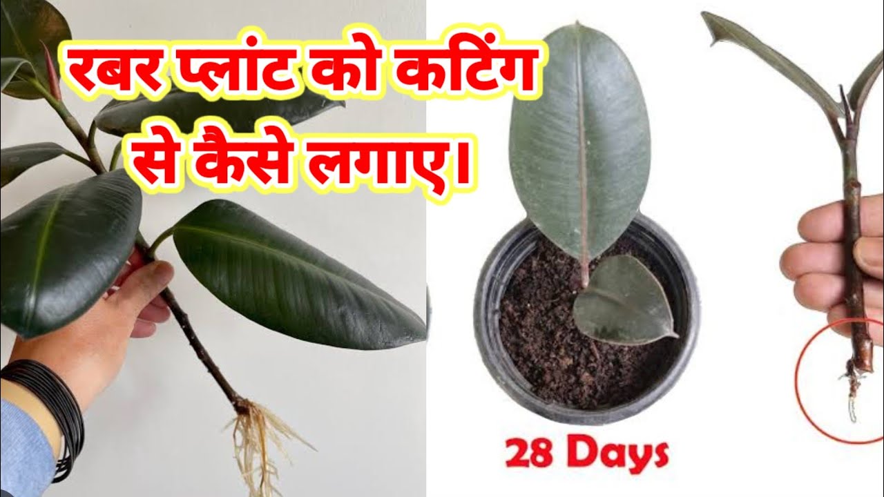 How to grow rubber plant from cutting// रबर प्लांट को कटिंग से कैसे लगाएं