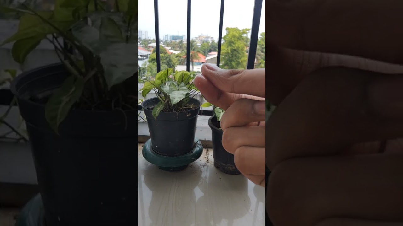 🔥printing picture 🖼️ on eraser #tiktok #viral #shorts