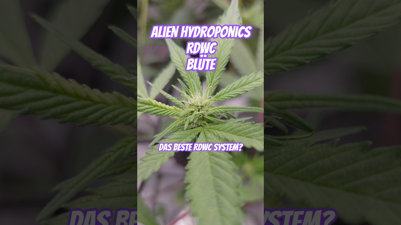 Alien Hydroponics im Test mit 3 Genetiken @RIPPERSEEDSTV