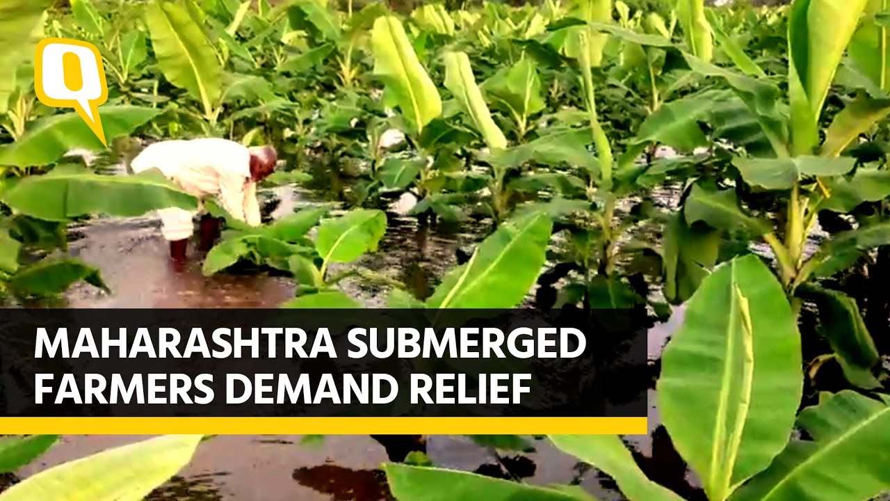 Maharashtra: Farms Flooded, Crops Wasted, Farmers Seek Govt Relief | The Quint