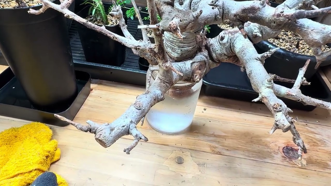 パキプス発根管理4/16夕方　KOMODRYさんから返事があって安心しました