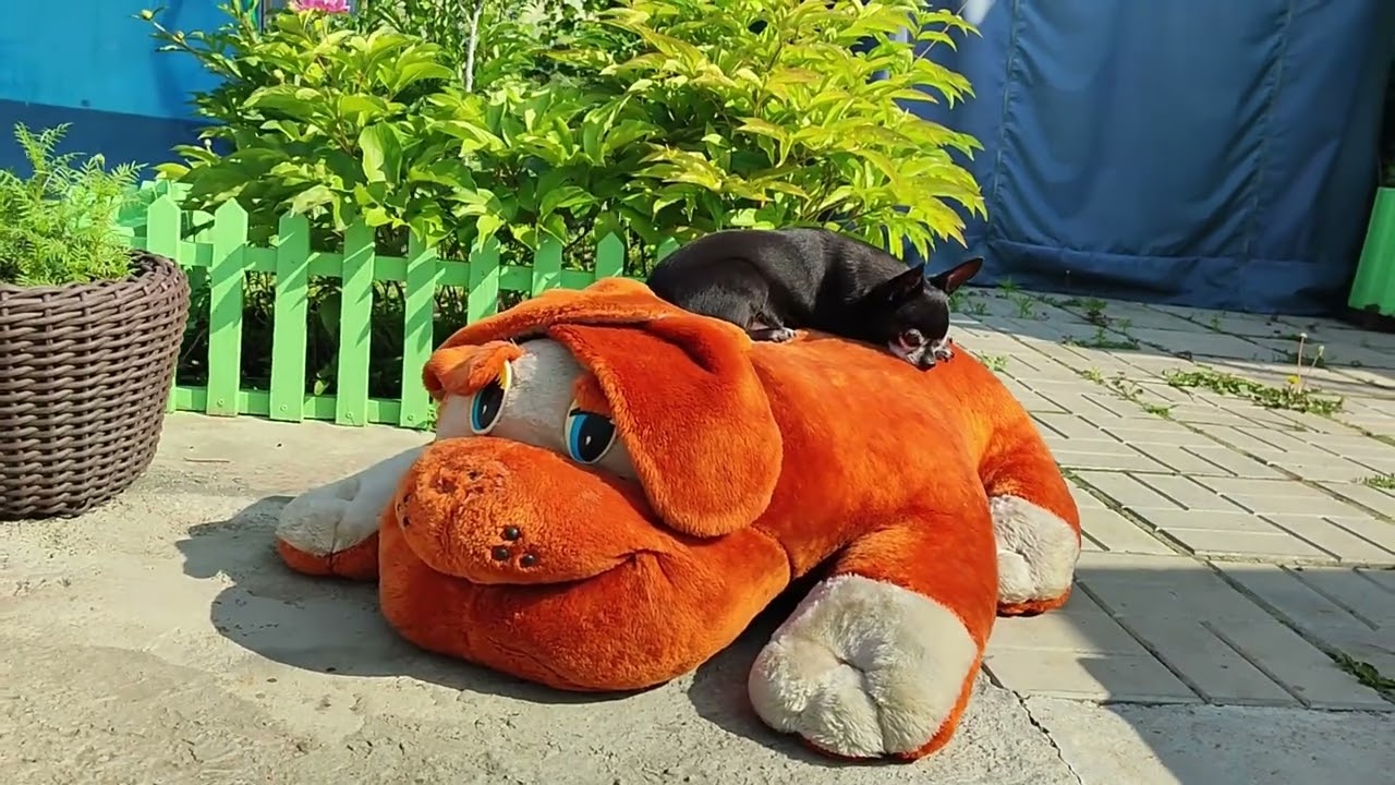 Хроника лето 2025 года. Муж рукастый - счастье в доме и на даче. #chihuahua #собака #любимыйпитомец 