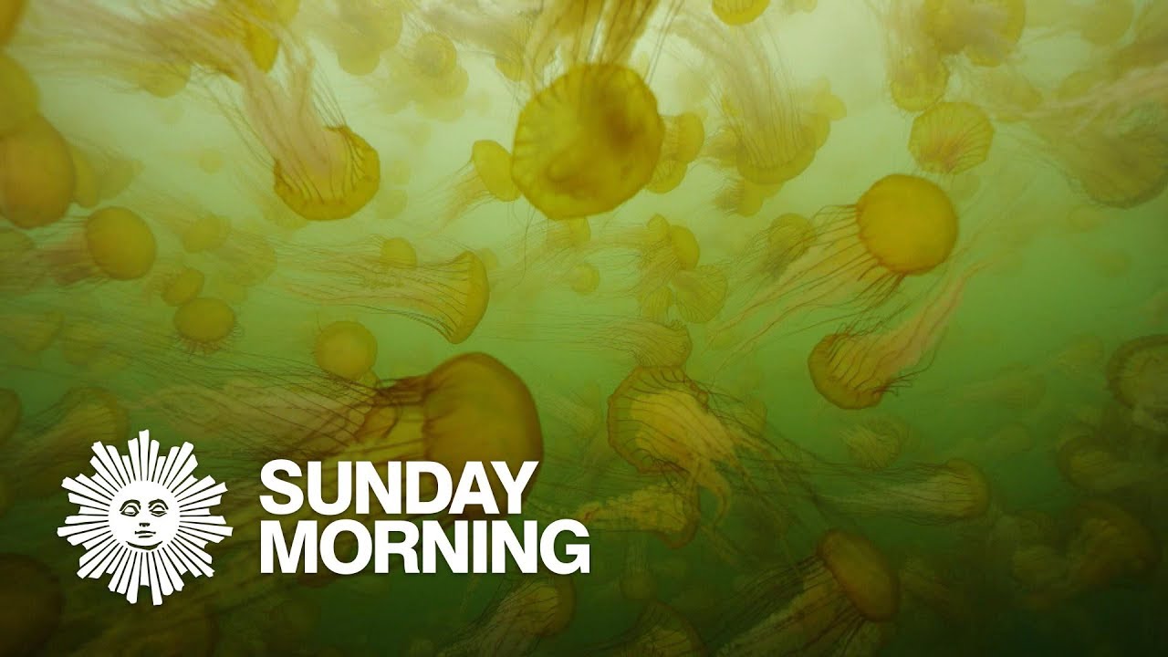 Nature: Sea nettles in Monterey Bay