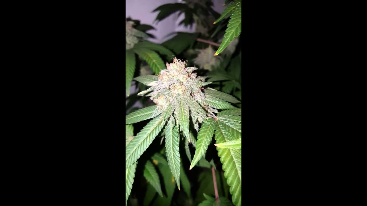 Mini CFL Grow week 6 Flowering