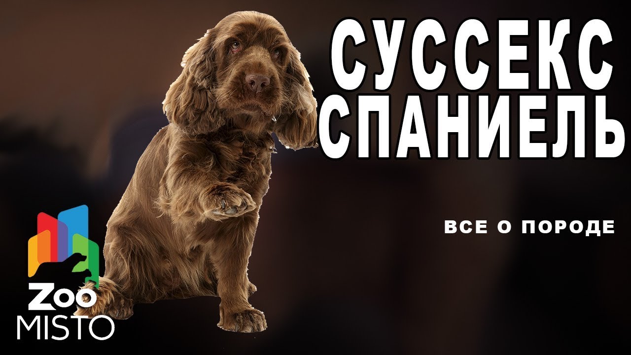 Суссекс-спаниель - Все о породе собаки | Собака породы суссекс-спаниель