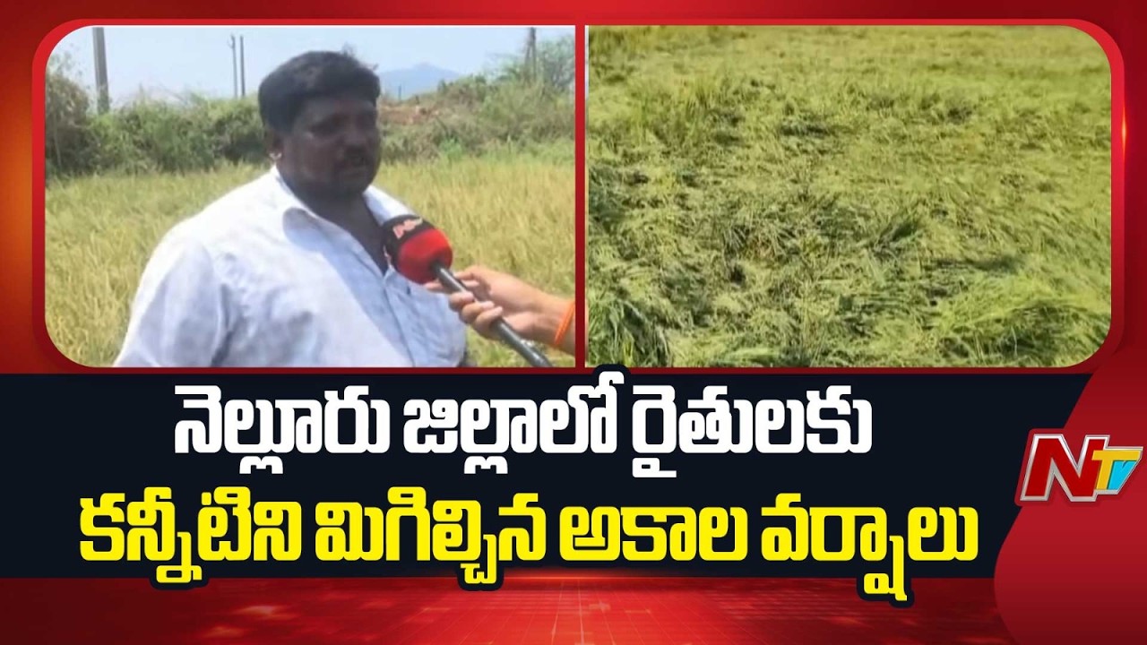 Nellore : నెల్లూరు జిల్లాలో రైతులకు కన్నీటిని మిగిల్చిన అకాల వర్షాలు | NTV Telugu