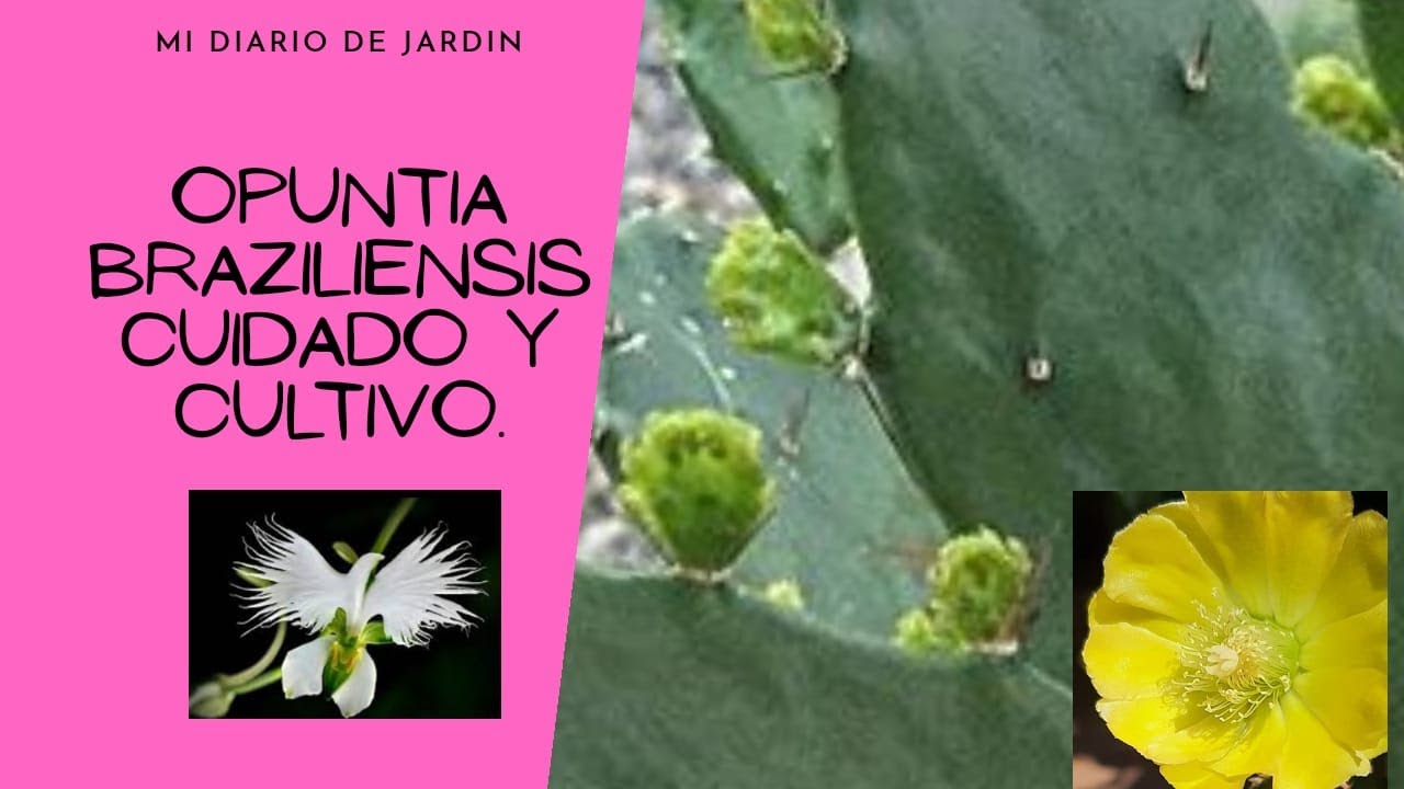 Brasiliopuntia brasiliensis, cuidados especiales,  Mi diario de Jardín