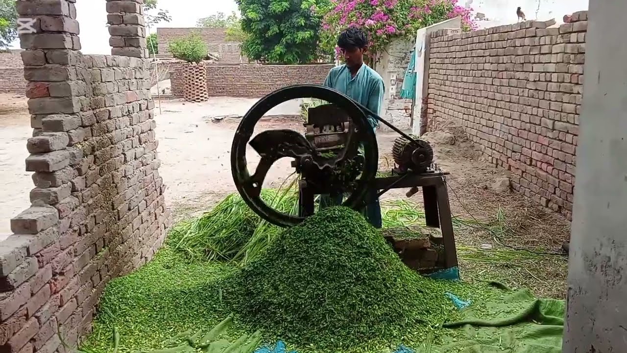 گاؤں میں لوگ جانوروں کو چارہ کس طرح کتر کر ڈالتے ہیں