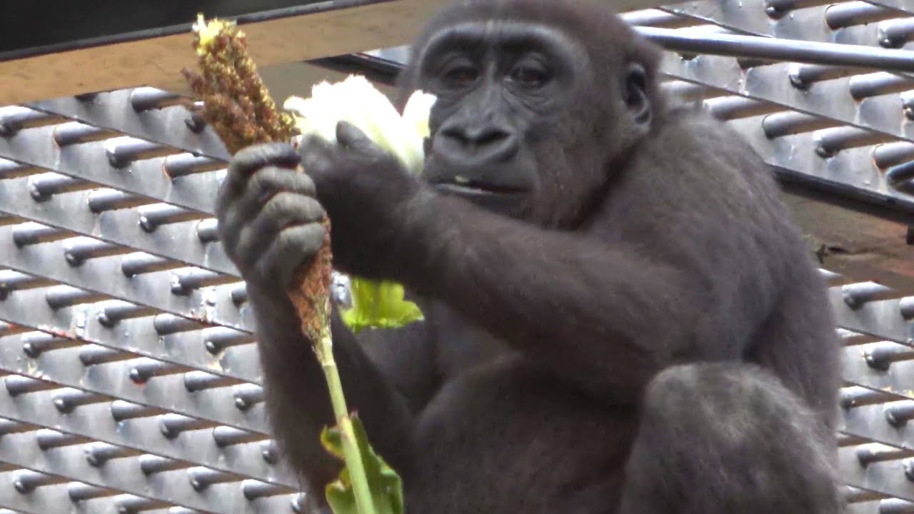 Kintaro's hiccups won't stop.(hipo, hik,Schluckauf, hoquet, икота,）🅷🅾🆃【KyotoZoo,Gorilla