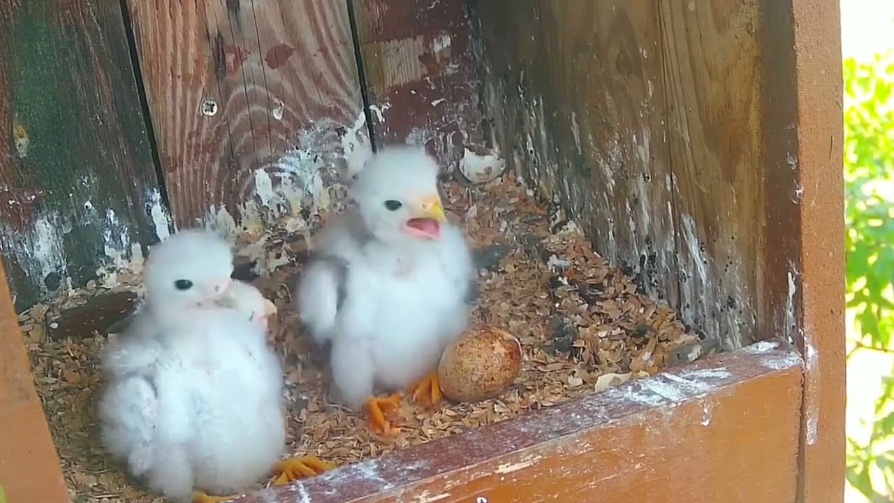 #kestrel nest EP#17 Review beautiful birds life in their nest with nature #lovebirds #birds #nature