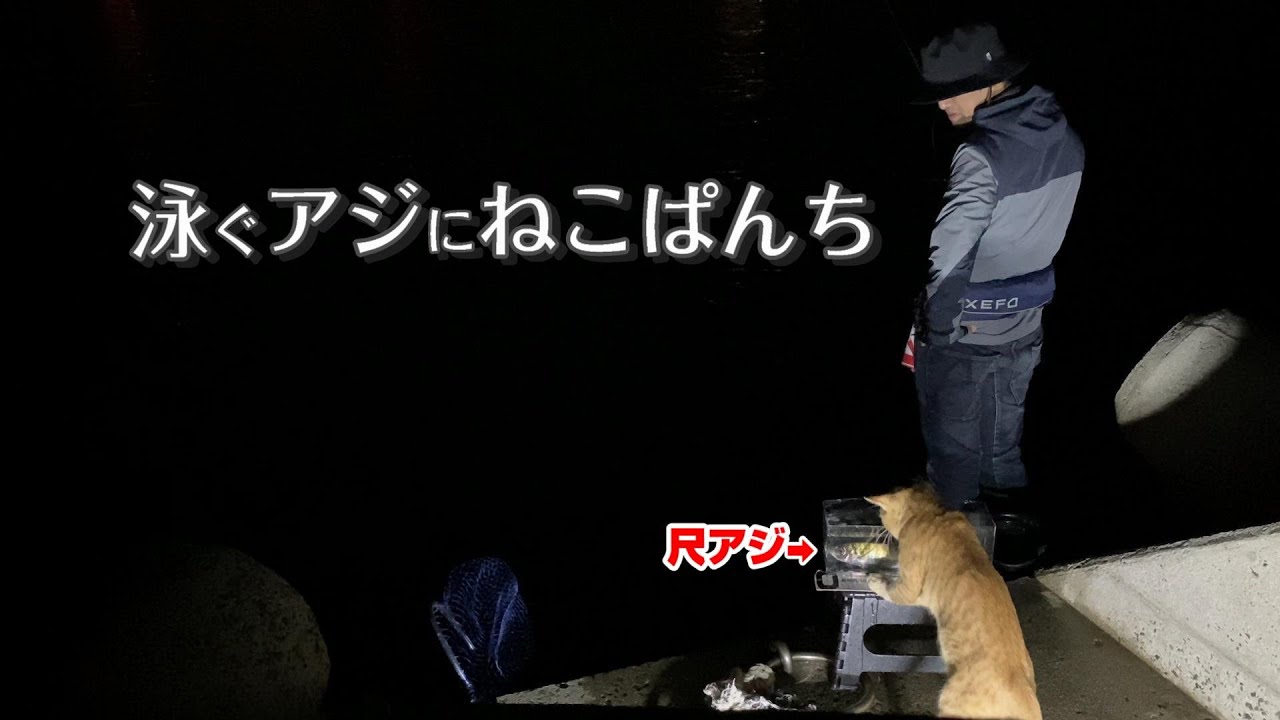 ネコと一緒にアジを釣ると集中できない 【アジング】