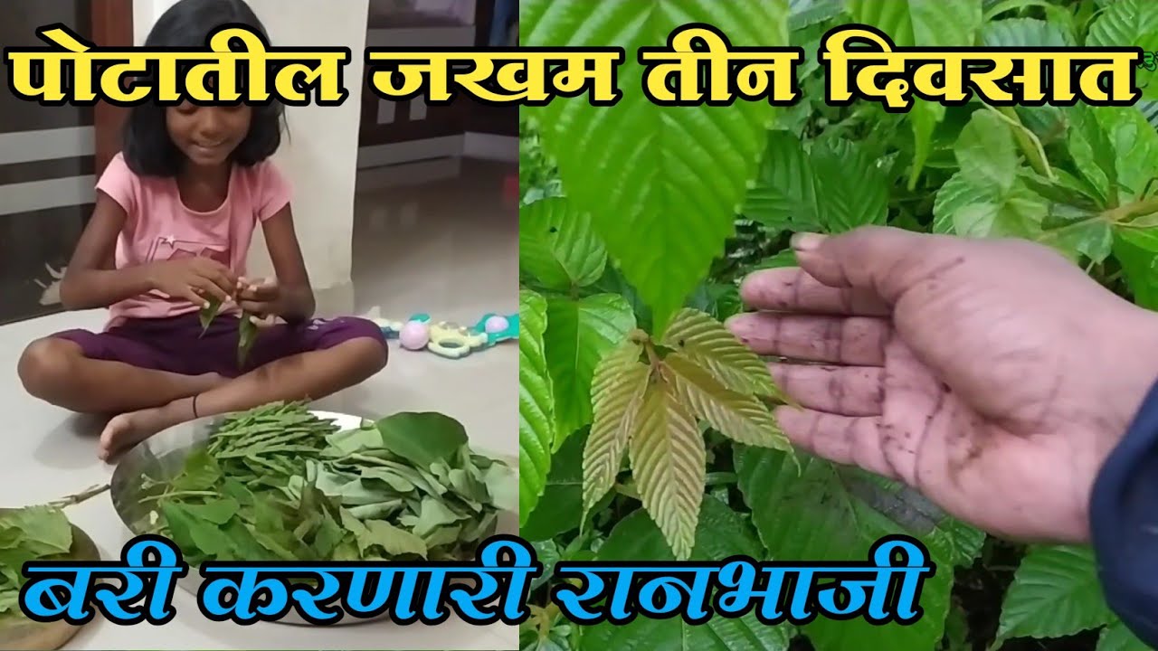 रानभाजी दिंडा।डिना।पोटातील जखम तीन दिवसात बरी करणारी रानभाजी। पावसाळ्यातील आरोग्यदायी रानभाज्या।लिया