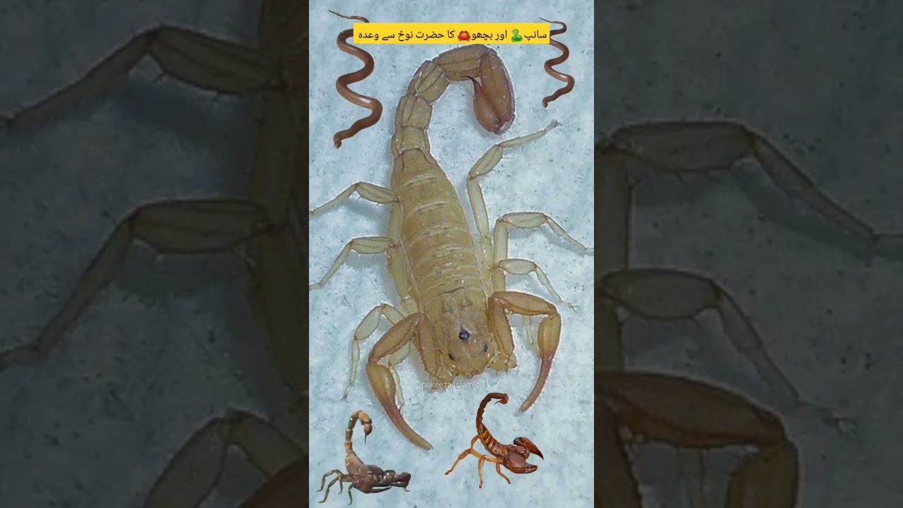 Saanp🐍 aur Bichoo🦀 ka Hazrat Nooh(A.S) se wada #islamicshorts #islamichistory #amazingfacts