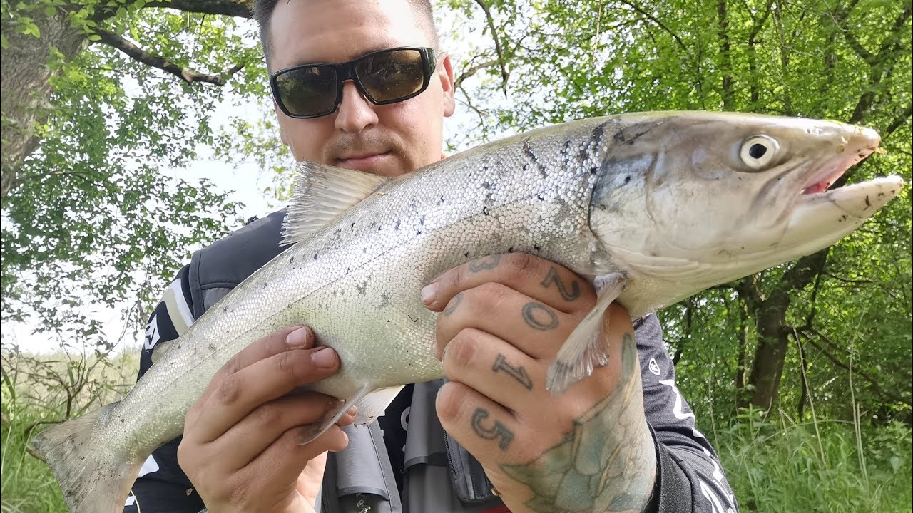 Srebrna Troć 60cm
