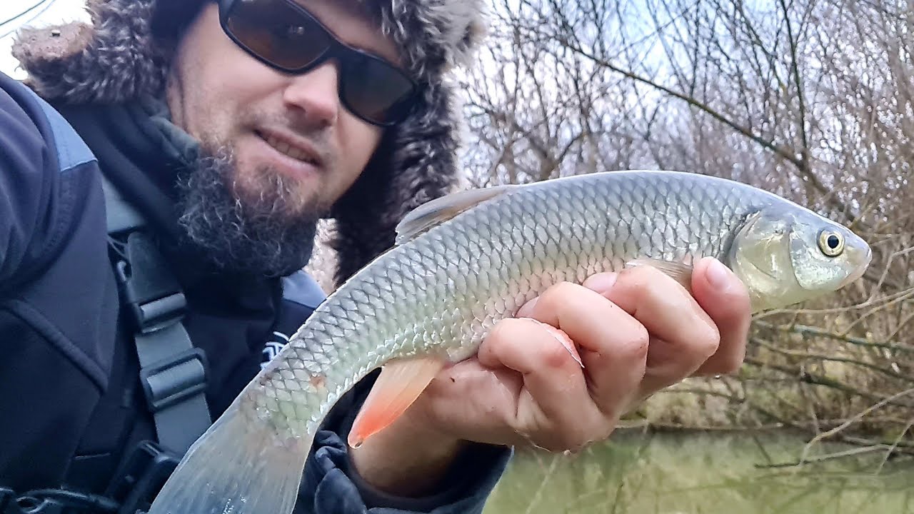 A VENIT și TIMPUL LOR!🎣 Primii CLENI prinși pe GUME din această iarnă ❄️ Spinning &icirc;n sezonul rece ❄️