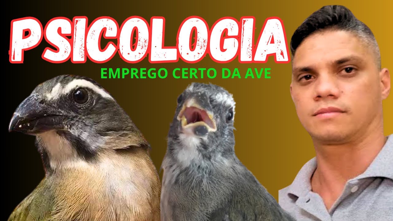 COMO CRIAR TRINCA FERRO ( emprego certo do p&aacute;ssaro )