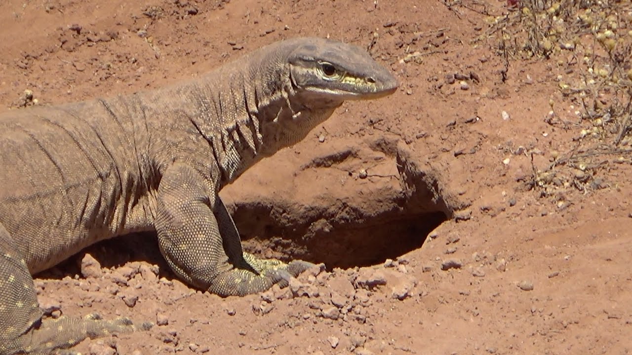 Bungarra in outback Western Australia