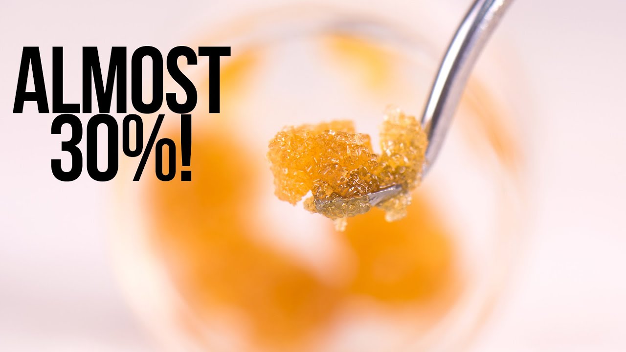 Almost 30% Yield Cannabis Concentrate Rosin Extraction!!