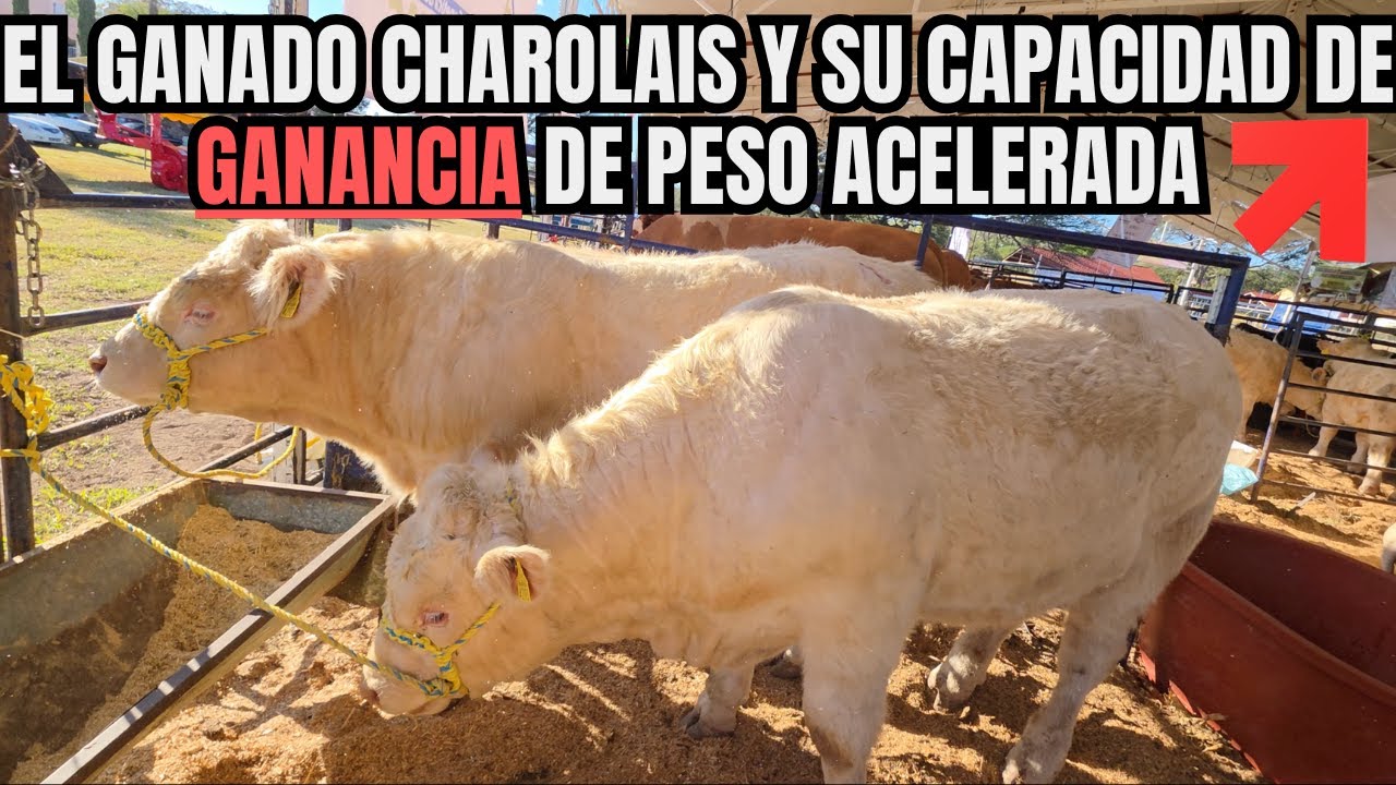 El GANADO CHAROLAIS y su CAPACIDAD de GANANCIA de PESO ACELERADA | RancheandoAndo