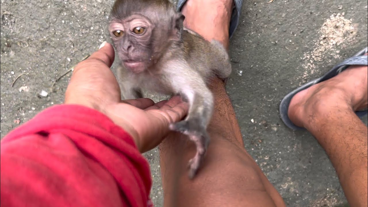 Little monkey Samson coaxed me to carry him
