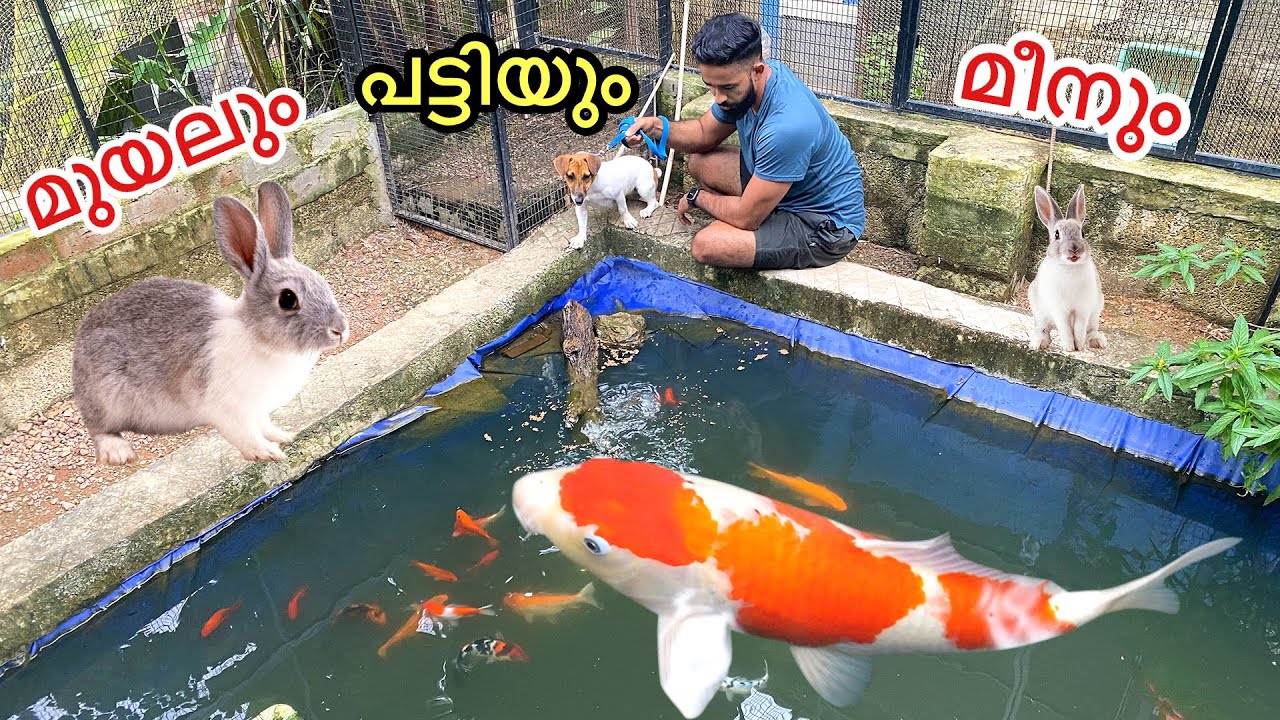 ഇവള് മുയലിനെ തിന്നുവോ..ആവൊ ?? | Dog vs Rabbits