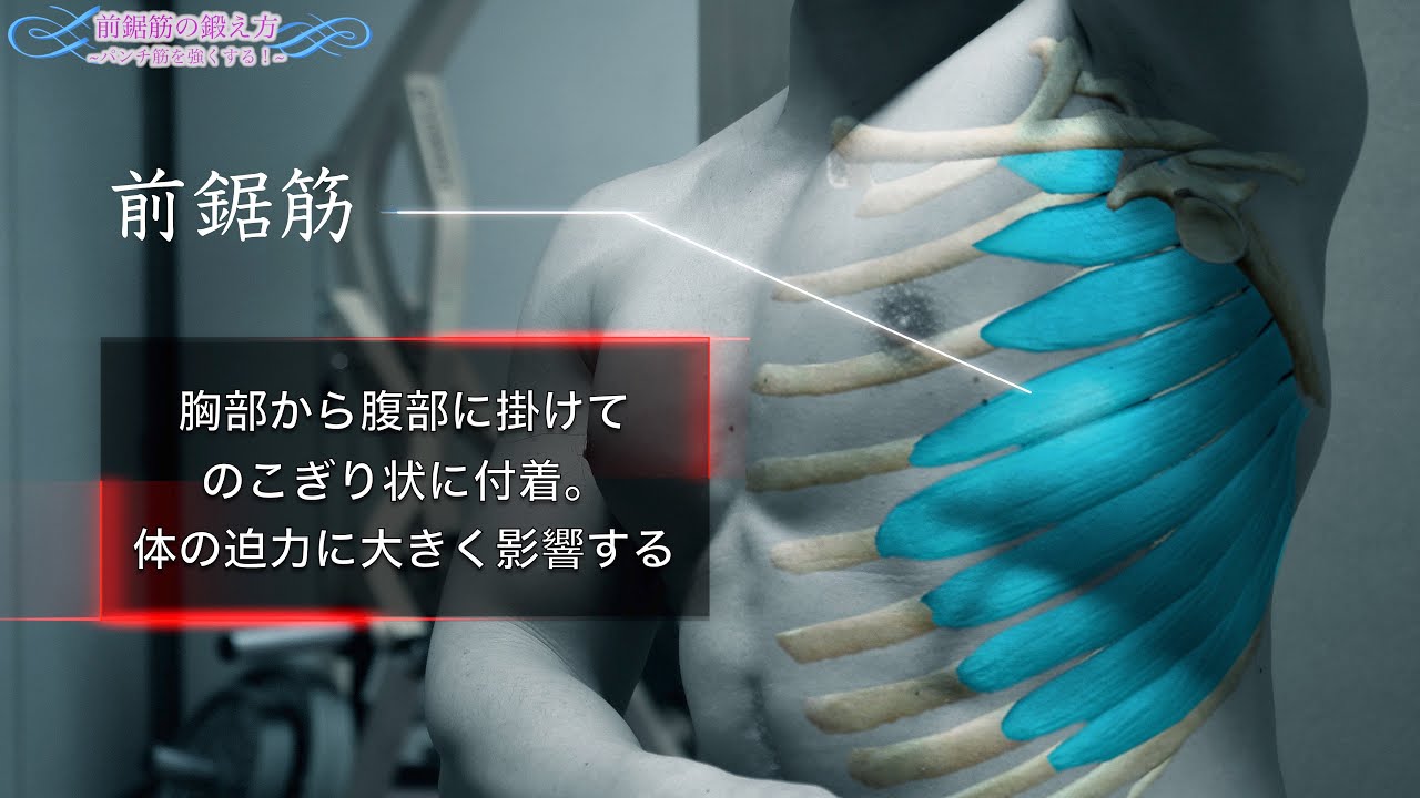 【筋トレ】前鋸筋の鍛え方　全て見せます